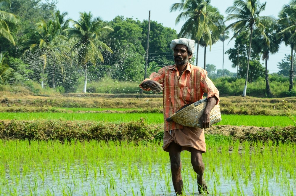 3.petani memupuki sawah